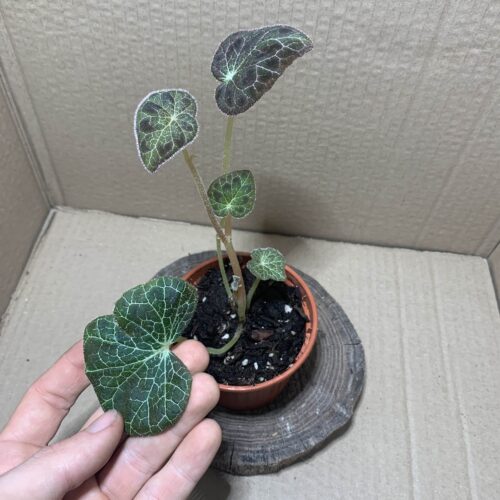 IMG_6912 Begonia fulgurata