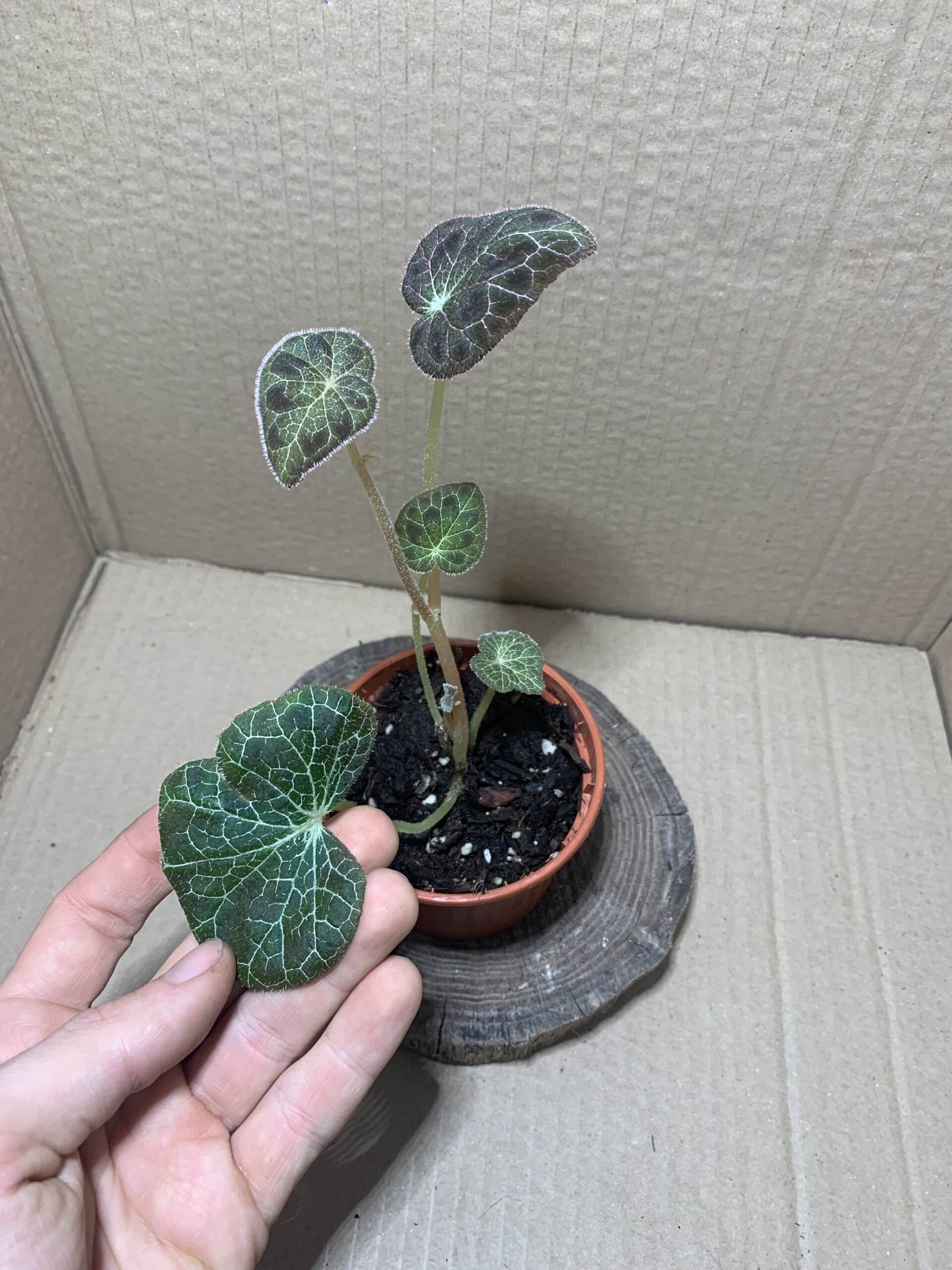 Begonia fulgurata
