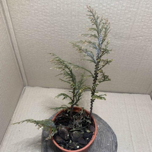 IMG_7065 Selaginella megalura