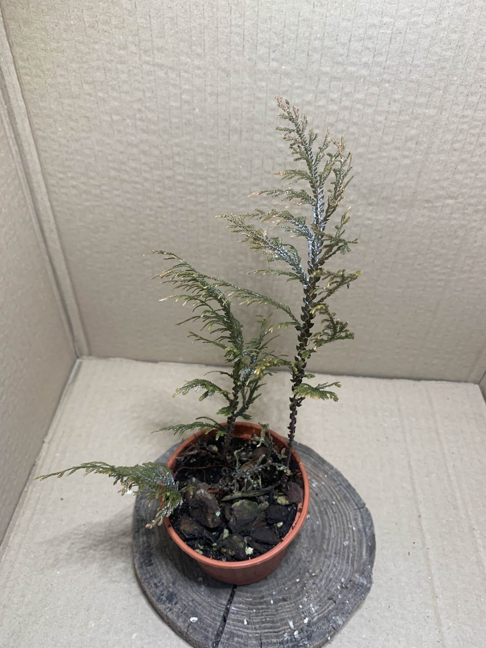 Selaginella megalura