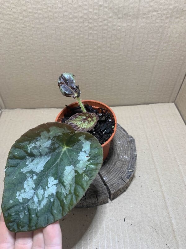 IMG_6597 Begonia Rex Naturform