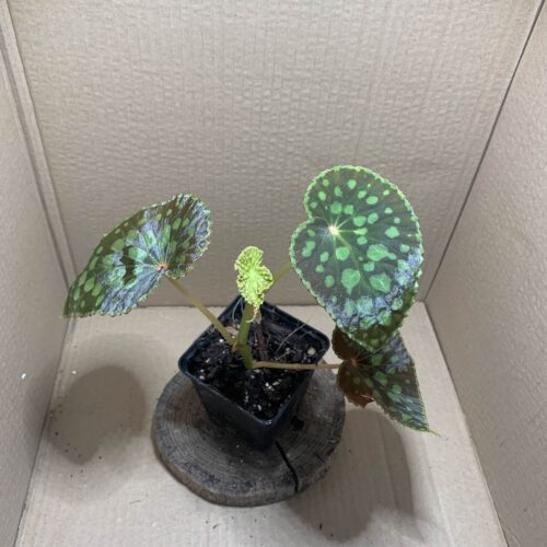 IMG_6598 Begonia chlorosticta