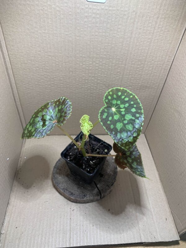 IMG_6598 Begonia chlorosticta