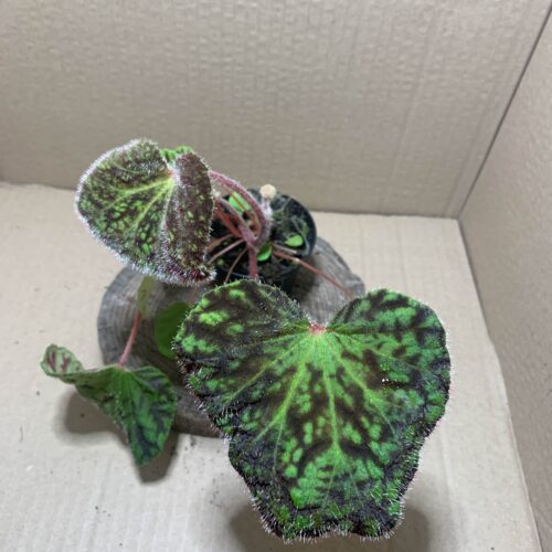 IMG_6719 Begonia murina