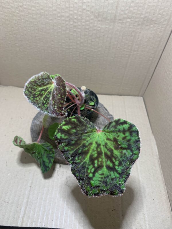 IMG_6719 Begonia murina