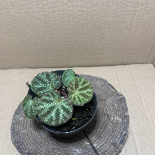 IMG_6722 Begonia ningmingensis var bella