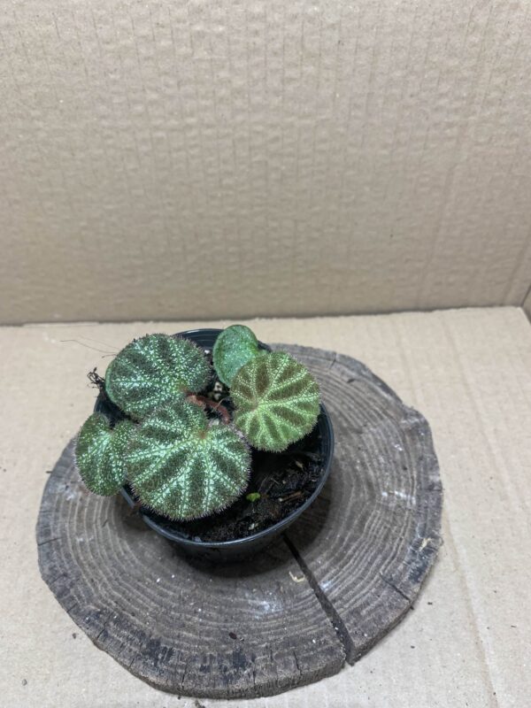 Begonia ningmingensis var bella