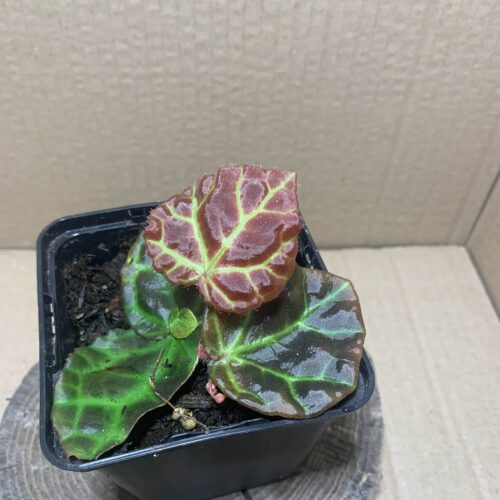 IMG_6723 Begonia rajah