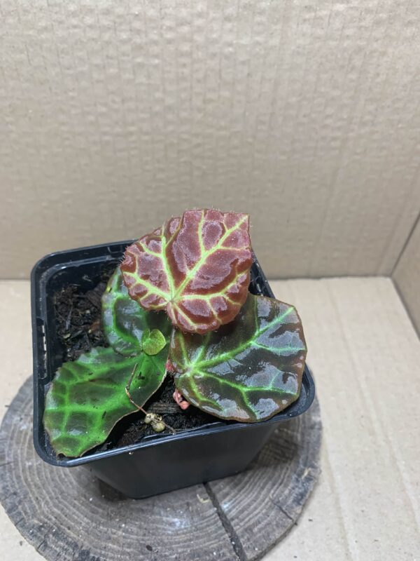 IMG_6723 Begonia rajah