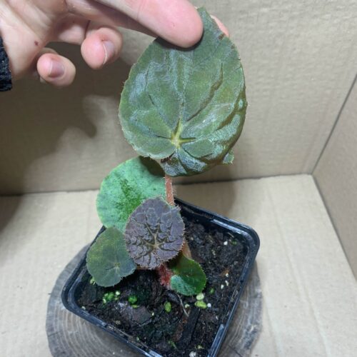 IMG_6724 Begonia xanthina var Lazuli