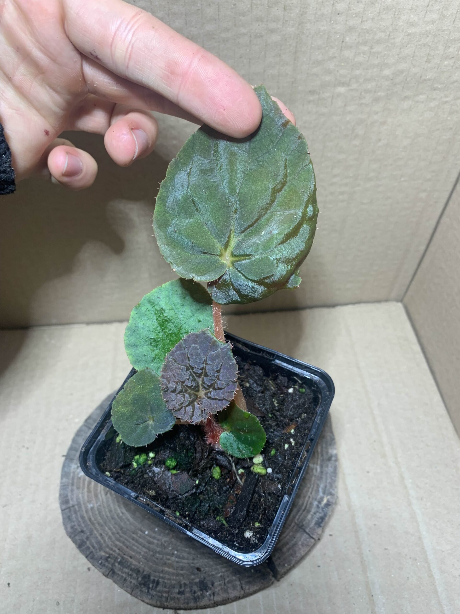 Begonia xanthina var Lazuli
