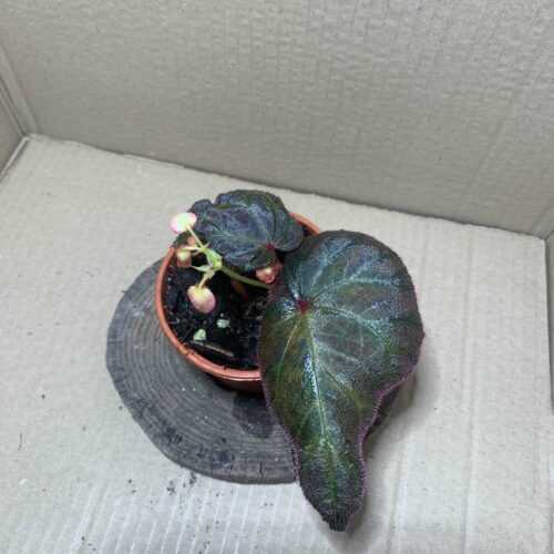 IMG_6729 Begonia Sumatra Utara