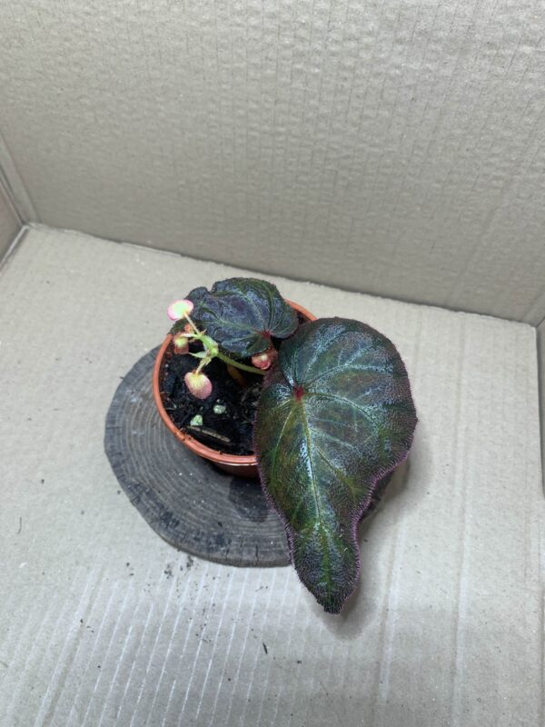 IMG_6729 Begonia Sumatra Utara