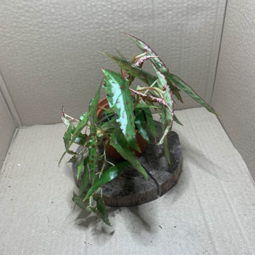 IMG_6732 Begonia amphioxus