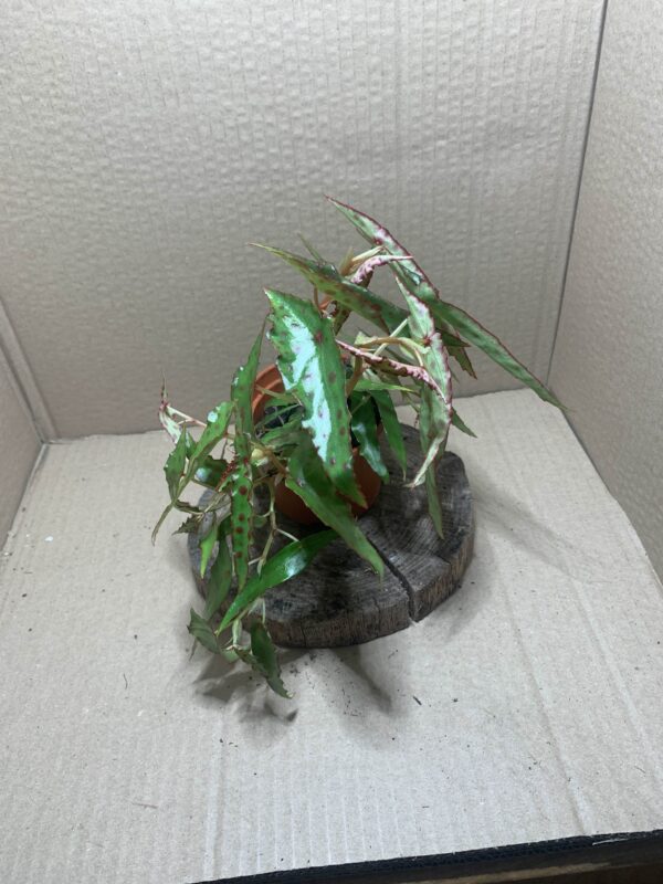 IMG_6732 Begonia amphioxus