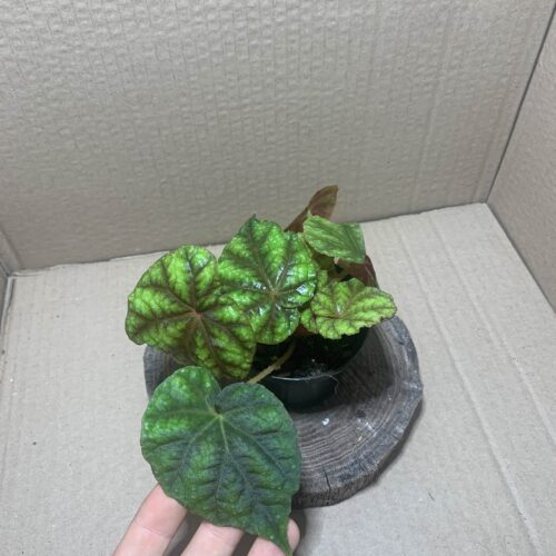 IMG_6881 Begonia shiwanshanensis