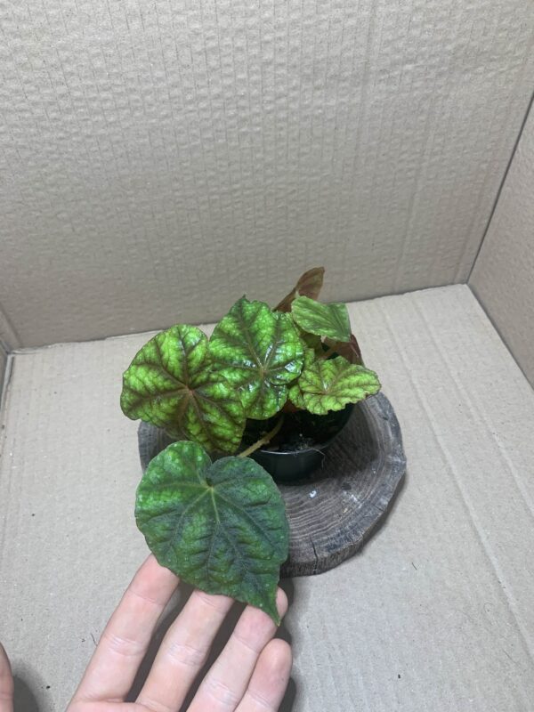 IMG_6881 Begonia shiwanshanensis