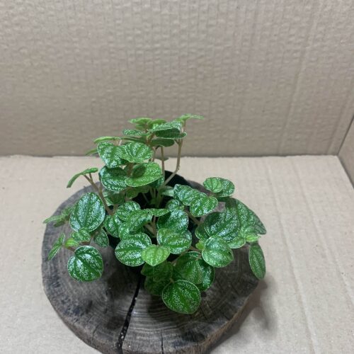 IMG_6887 Peperomia antoniana