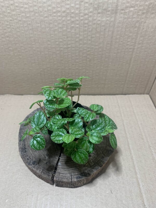 IMG_6887 Peperomia antoniana