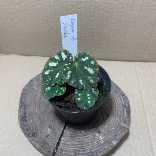 IMG_6890 Begonia aff aiensis