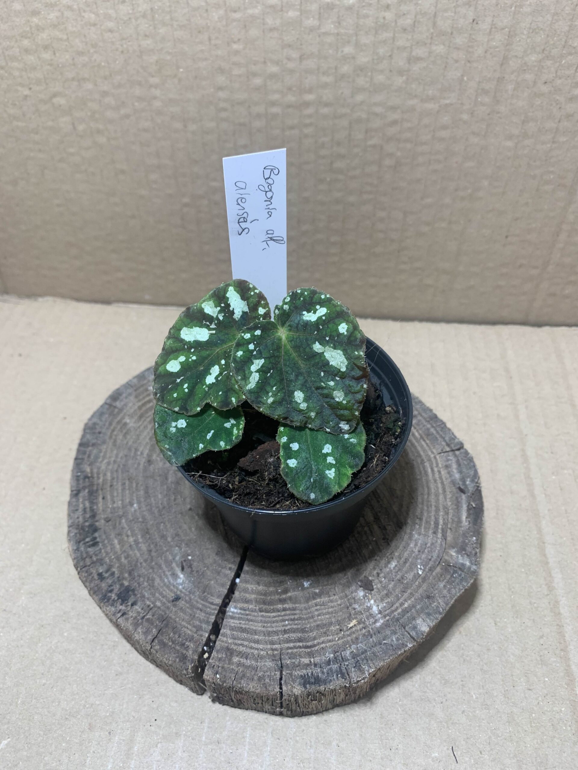 Begonia aff aiensis