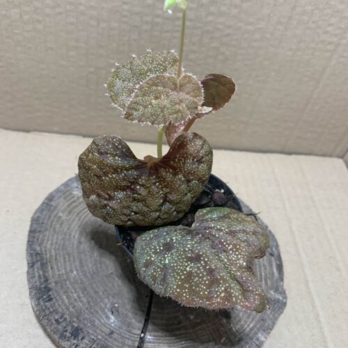 IMG_6891 Begonia curtsii Krabi