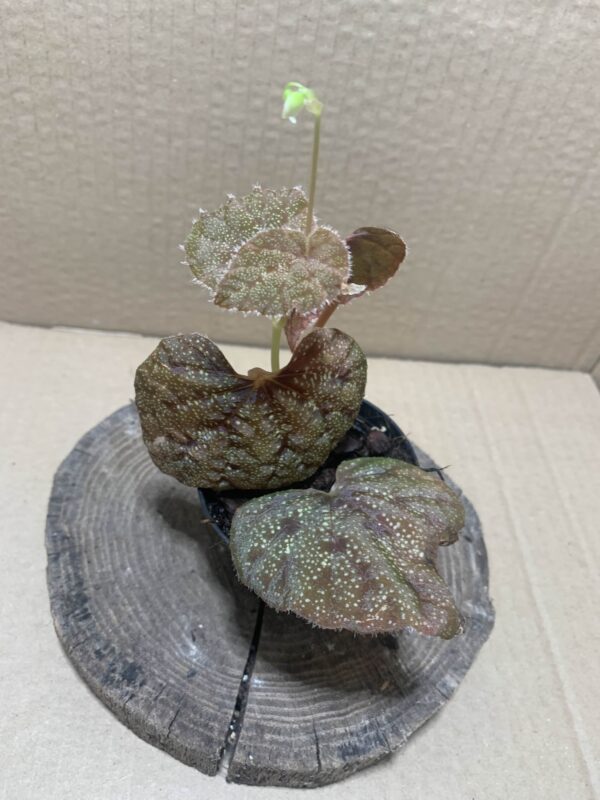 Begonia curtsii Krabi