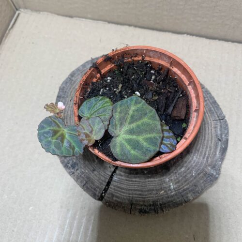 IMG_6892 Begonia sp Sarawak