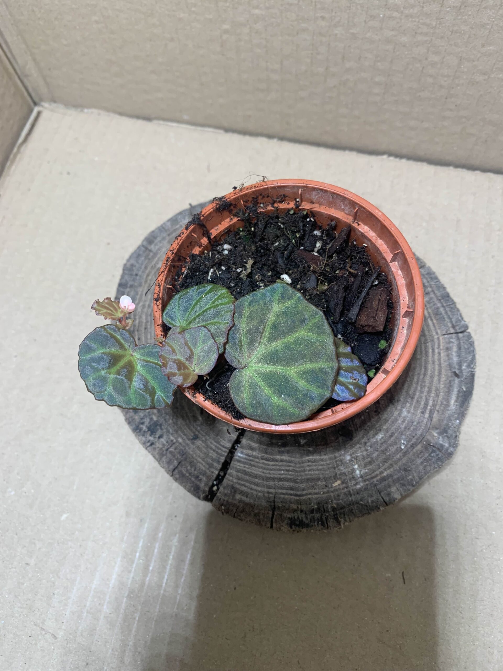 Begonia sp Sarawak
