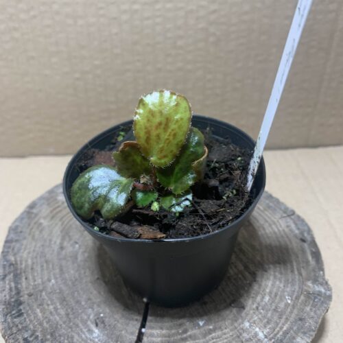 IMG_6893 Begonia blancii Mottled