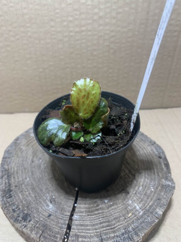 IMG_6893 Begonia blancii Mottled