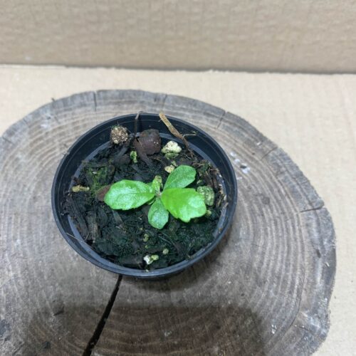 IMG_6910 Gesneria cuneifolia