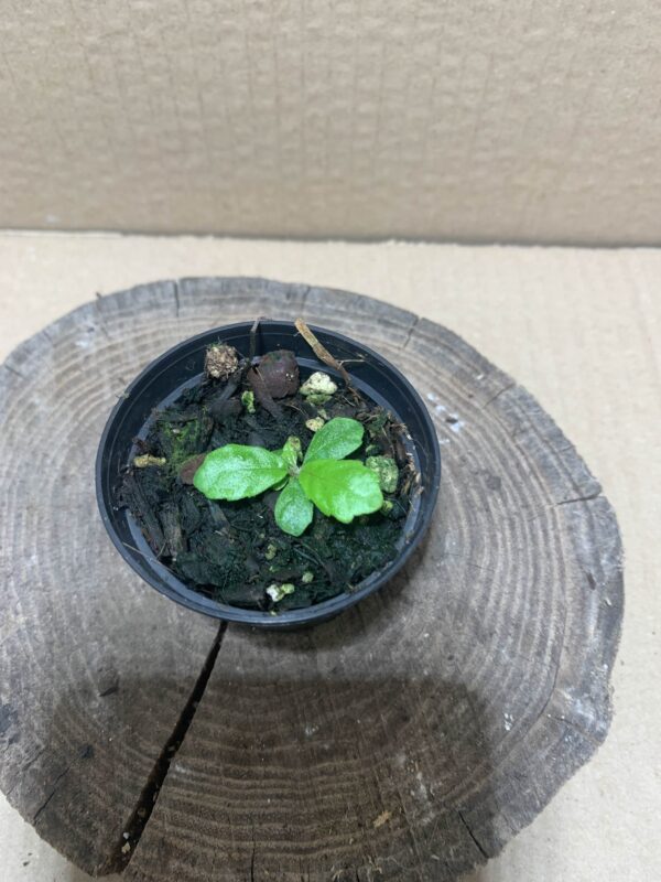 IMG_6910 Gesneria cuneifolia