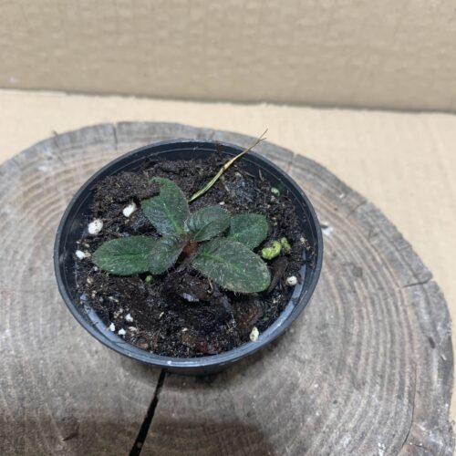 IMG_6911 Codonoboea cf. pumila