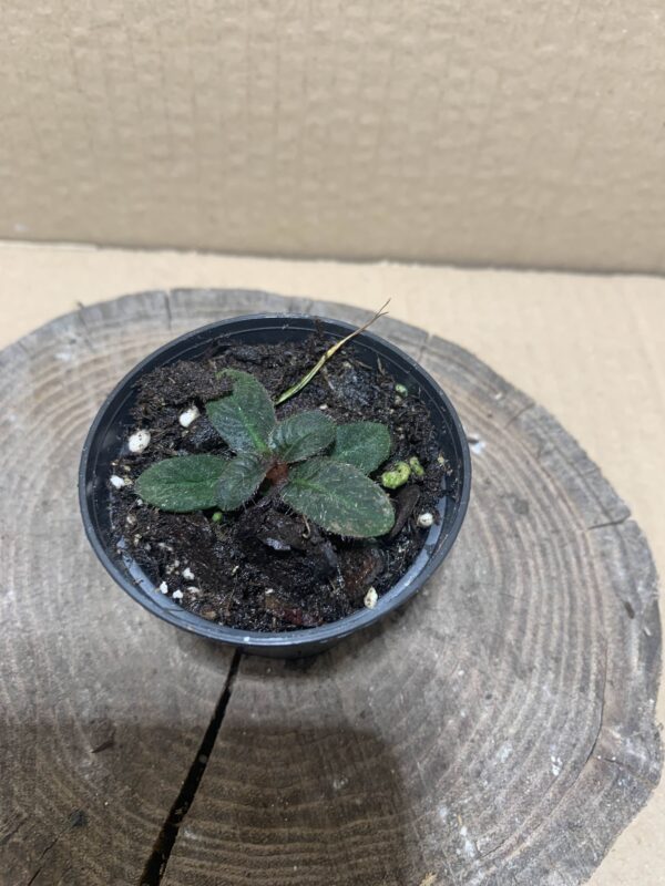 IMG_6911 Codonoboea cf. pumila