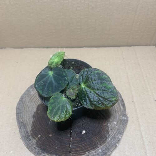 IMG_7175 Begonia longiciliata/sizemoreae