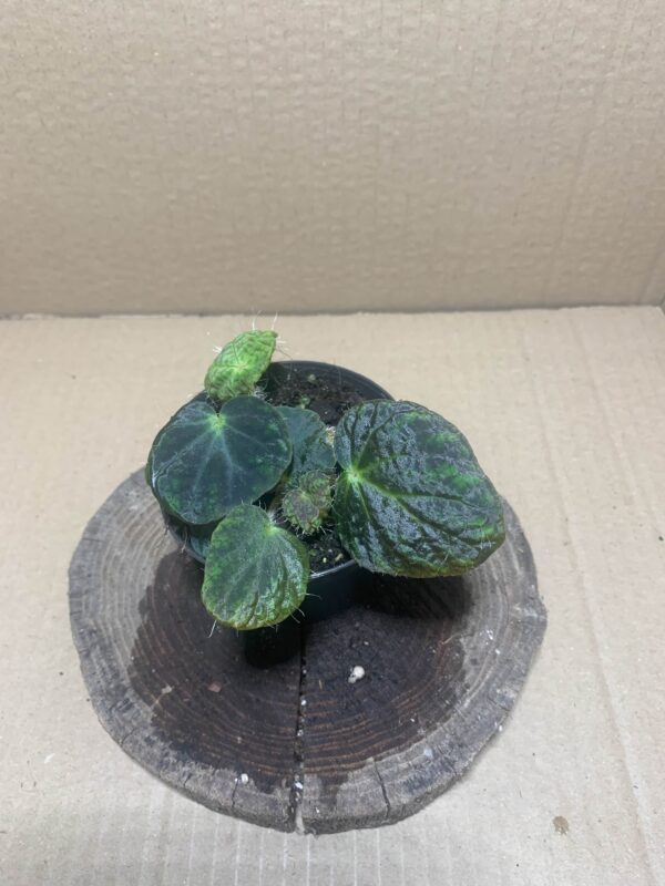 Begonia longiciliata/sizemoreae