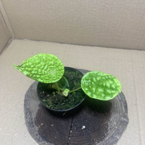 IMG_7176 Begonia staudtii