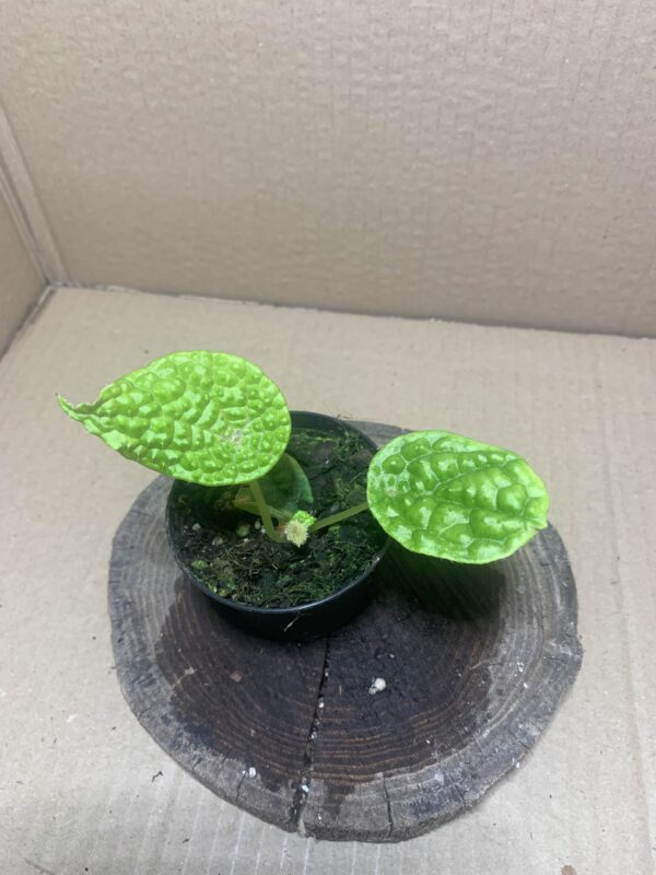 IMG_7176 Begonia staudtii