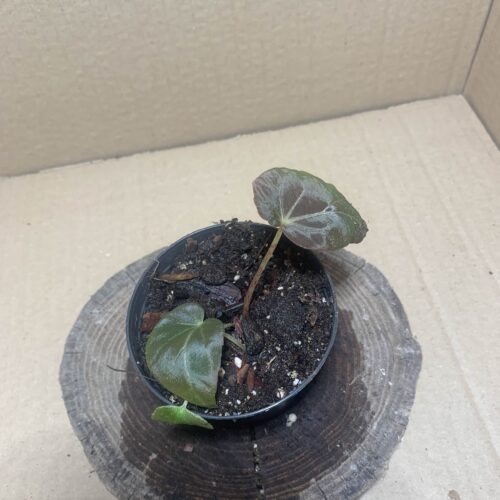 IMG_7177 Begonia burkillii Dark Form