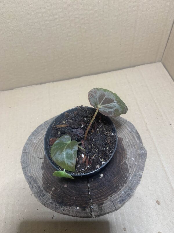 IMG_7177 Begonia burkillii Dark Form