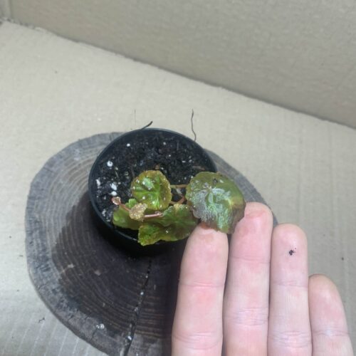 IMG_7179 Begonia hitchcockii