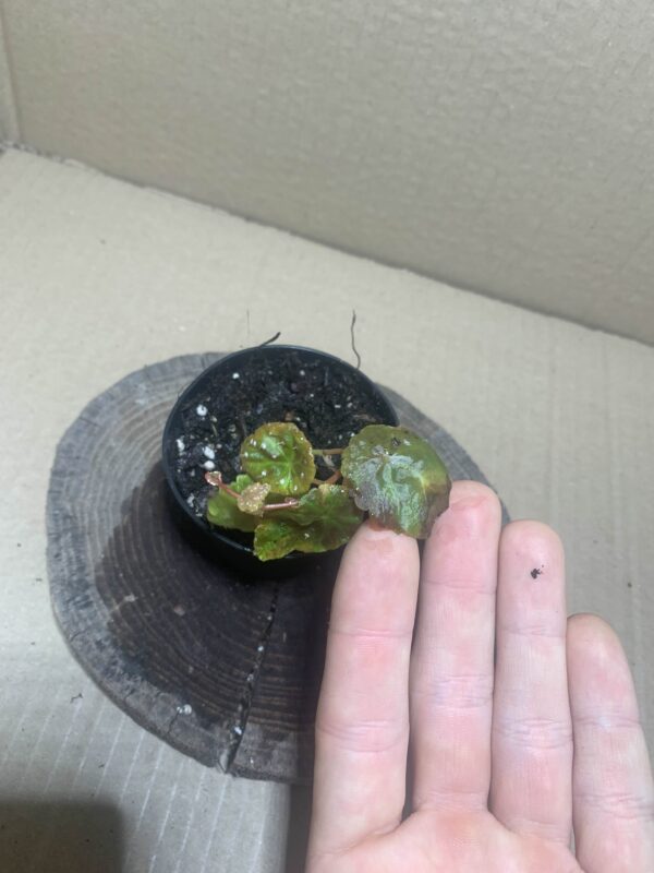 IMG_7179 Begonia hitchcockii