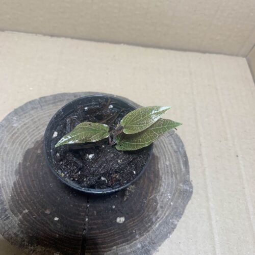 IMG_7181 Piper sp Pink Veins