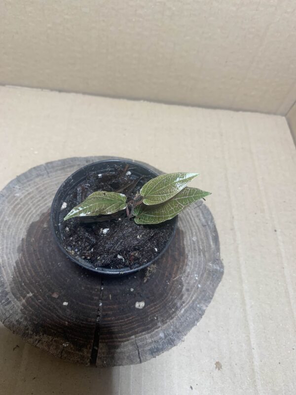 IMG_7181 Piper sp Pink Veins