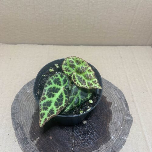 Begonia sp Kalimantan