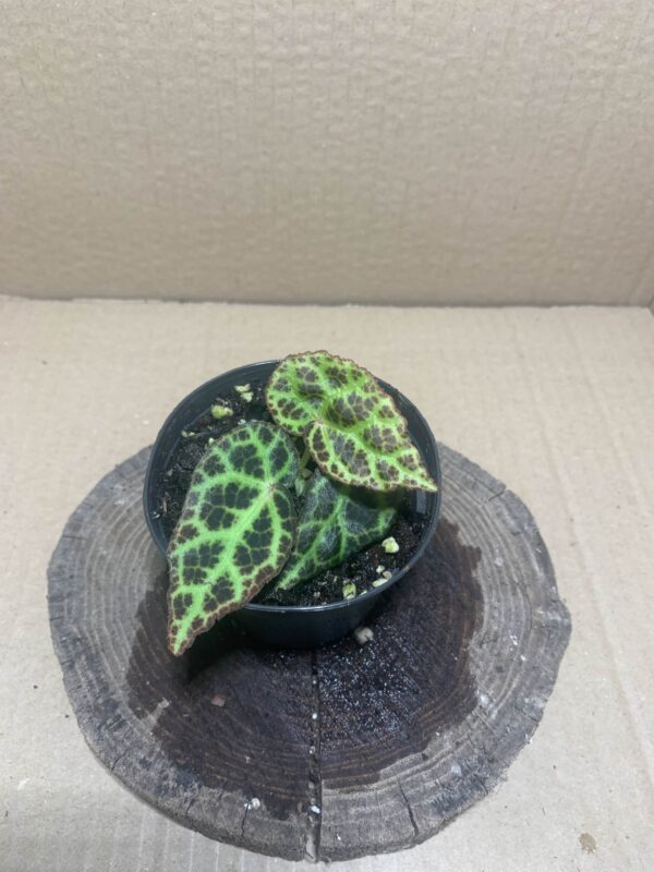 IMG_7169 Begonia sp Kalimantan