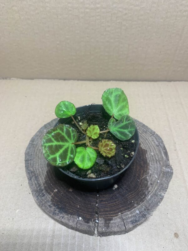 IMG_7174 Begonia olivacea