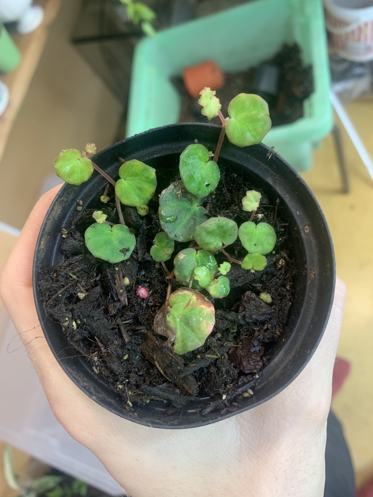 Begonia lichenora