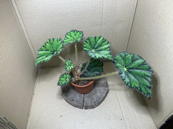 IMG_7292 Begonia bowerae